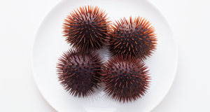 Power Up with Iron: The Little-Known Nutrient in Sea Urchins