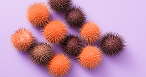 Get Glowing: The Vitamin A in Sea Urchins